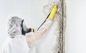 Best HVAC Mold Inspection and Cleaning  in Ashland City, TN